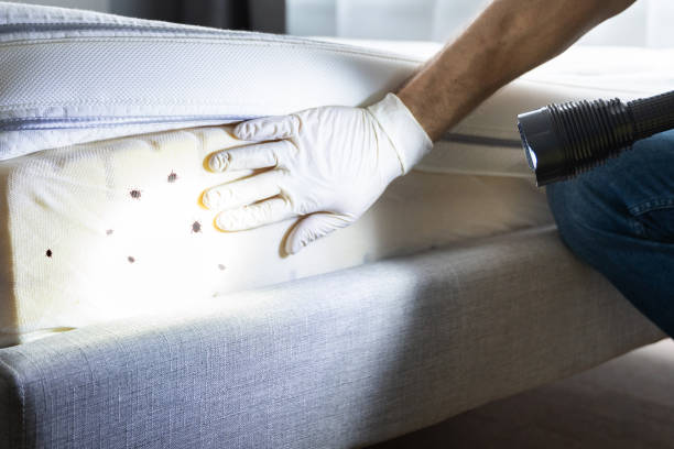 Best Affordable Pest Control Services  in Troy, MO