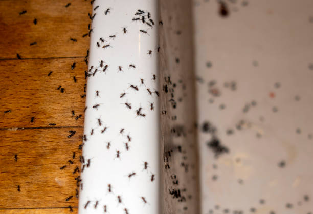 Best Termite Control Services  in Troy, MO