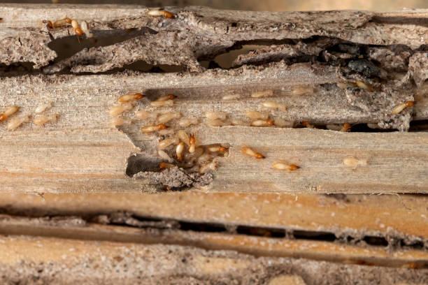 Best Commercial Pest Control Services  in Troy, MO
